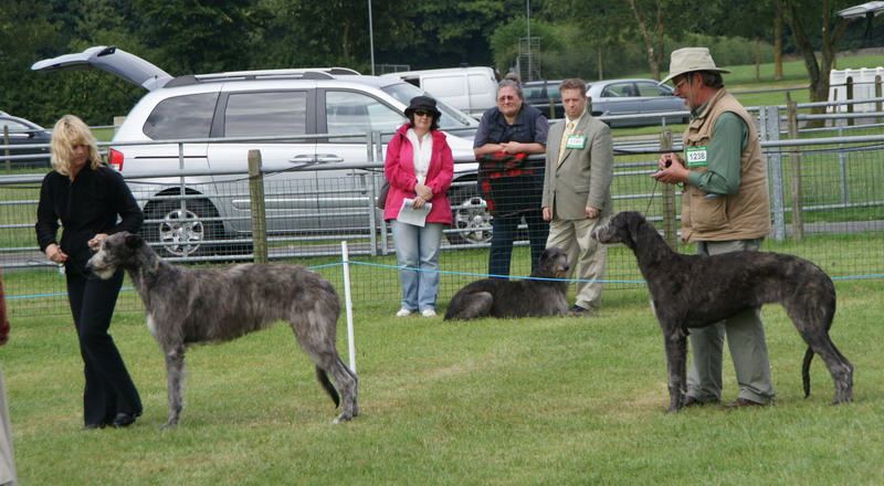 Best Puppy & Best puppy Bitch Houndshow 2010